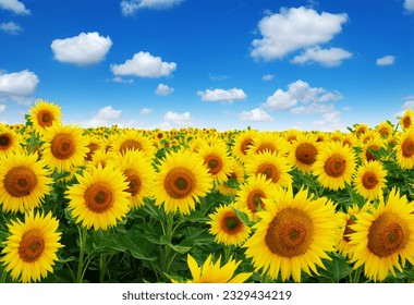 Golden summer sunflower in the sun, beautiful clouds in the blue sky - Powered by Shutterstock