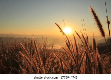 Golden Sun Rise Shining With Silhouette Field Grass Flowers On The Mountain Travel Viewpoint Background