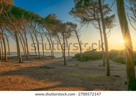 Golden sun setting through the trunks of maritime pine trees, Pineta, along the coast of Marina di Cecina, Tuscany, Italy. The scene features the sea on the horizon