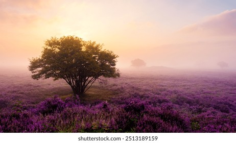 Golden sunlight bathes the expansive heather fields of Veluwe Zuiderheide Netherlands, creating a captivating and serene atmosphere. bloeiende heide, translation, blooming heather - Powered by Shutterstock