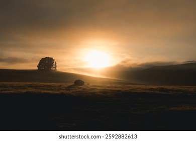 Golden sunlight bathes the landscape as dusk settles over New Zealand. Shadows stretch across the gentle hills, creating a tranquil atmosphere perfect for reflection.