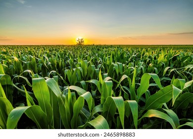 Golden sunlight bathes a lush cornfield at sunset, highlighting its vibrant green colors - Powered by Shutterstock