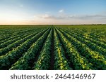 Golden sunlight bathes a vibrant soybean crop in organized rows at dusk