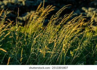 Golden sunlight illuminates tall grasses swaying gently in the breeze, set against a soft, blurred background. The evening light highlights the natural beauty of a  summer meadow. - Powered by Shutterstock