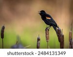 Golden sunlight strikes the background as a Red Winged Blackbird stands upon a bulrush and sings out his familiar song.