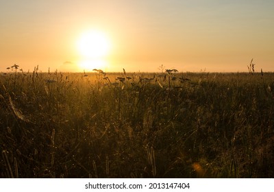 A golden sunrise over a meadow with a silhouette of tall grass in the early summer morning and a space for copying a soft focus. Concept-natural background - Powered by Shutterstock