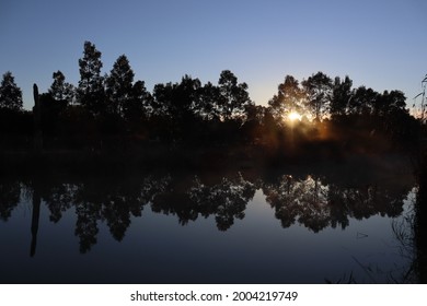 Golden sunrise through wisps of fog on the surface of suburban wetlands lake with large eucalyptus trees and reflections off water. Slightly unfocused to increase haze effect.