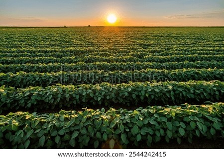 Golden sunset casting warm light over endless rows of soy crops in a rural farmland