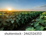 Golden sunset horizon illuminating a vibrant soybean crop in a rural farmland