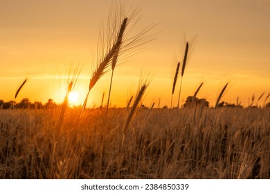 golden sunset light over field