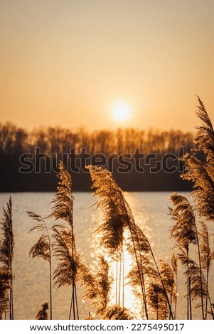Golden sunset in nature. Reed grass at lake. Sunlight reflection on water surface