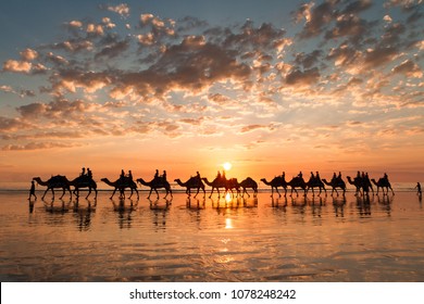 A golden sunset on Cable Beach featuring the famous Broome Camel ride. 