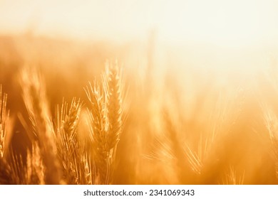 Golden Sunset Over a Bountiful Wheat Field. Rural Farming Scenery Bathed in Shining Sunlight Abundant Harvest. Stunning Wheat Field Landscape at Sunset Rural Farming Scenery under Shining Sun - Powered by Shutterstock