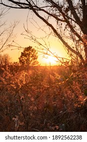 Golden Sunset Over Farm Fields In Country Side Middle America