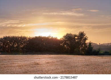 Golden Sunset Over Sustainable Crops Of Wheat In An Open Agricultural Field During Harvest Season On A Farm With Copy Space. Stalks Of Dry Grain Cultivated On An Organic Farm In The Countryside