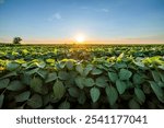 Golden sunset skies over a vibrant, green soybean crop field