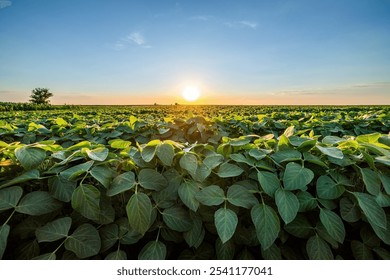 Golden sunset skies over a vibrant, green soybean crop field