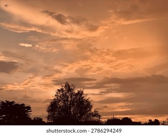 Golden sunset sky with dramatic clouds and tree silhouettes, warm cinematic evening atmosphere, soft focus nature background ideal for travel, wellness, meditation, branding and wallpaper design.