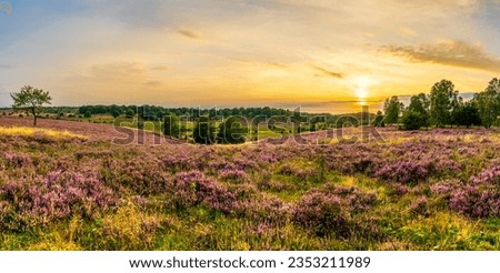Golden sunset sky over a purple blooming heather field. Panorama of the characteristic purple heather landscape in the nature reserve Lüneburger Heide. 
