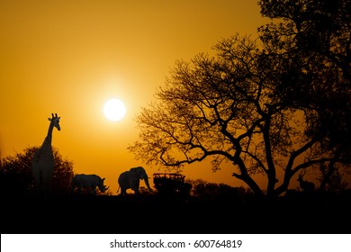 Golden Sunset In South Africa With Wild Animals And Safari Truck In Silhouette With Copy Space