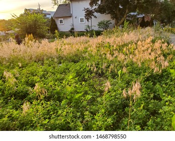 Golden Sunset In Vacant Lot