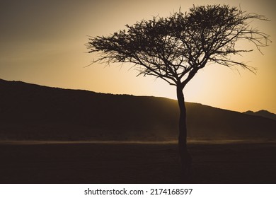 Golden Sunset View Behind Umbrella Thorn Acacia.