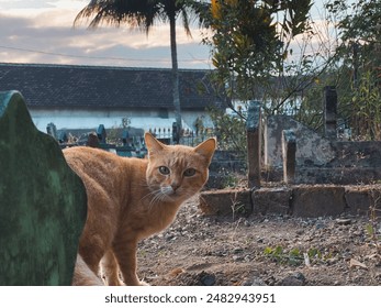 Golden tabby cat curiously peeks around a weathered green headstone in an overgrown graveyard at sunset. The tranquil scene is framed by distant trees and a charming old building, bathed in warm light - Powered by Shutterstock