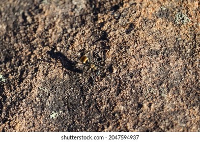 1,153 Australian ants Images, Stock Photos & Vectors | Shutterstock