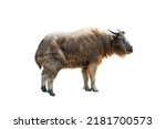 golden takin isolated on white background