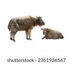 golden takin mother and little  takin isolated on white background