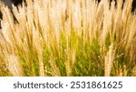 Golden tall grass glowing in sunlight. Golden stalks of tall grass glowing in the warm sunlight, with a soft, blurred background.