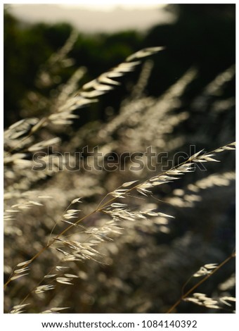 Similar – Sommergräser II Gras gelb