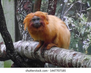 Golden Tamarind At Wellington Zoo