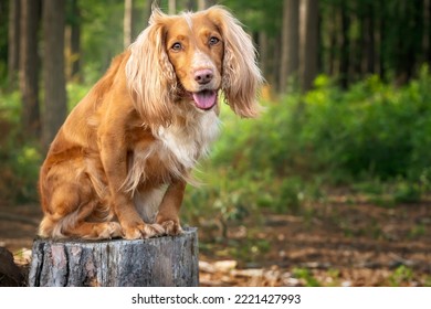 Golden tan and white working cocker spaniel portrait up close in a forest.  She is looking directly towards the camera, with a gorgeous happy face.  A curious pose resting her paws on a tree stump - Powered by Shutterstock