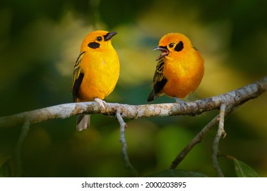 Golden tanager, Tangara arthus, yellow bird in the nature habitat, Amagusa Reserve in Ecuador. Birdwatching in South America. Yellow tanager in green forest, wildlife nature. Two birds in the branch.