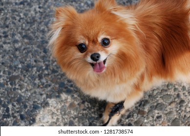 Golden Teacup Pomeranian