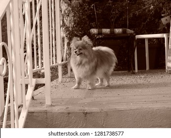 Golden Teacup Pomeranian