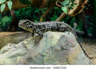 tegu amazon