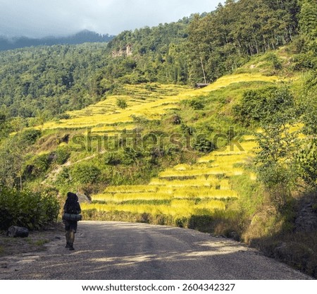 golden terraced rice or paddy fields in Nepal Himalayas mountains, road and tourist