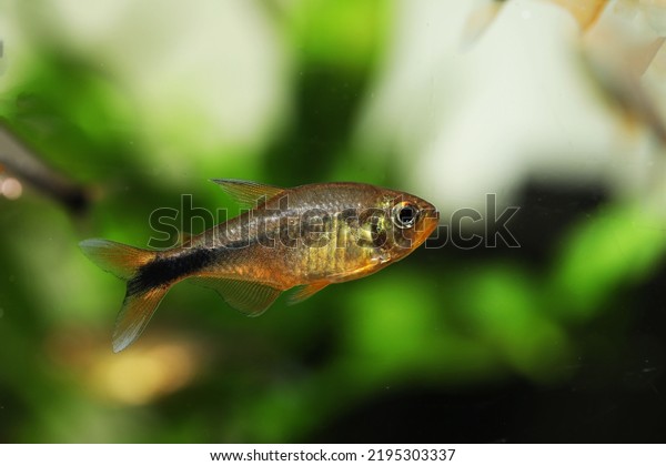 Golden Tetra Hyphessobrycon Moniliger Amazon River Stock Photo ...