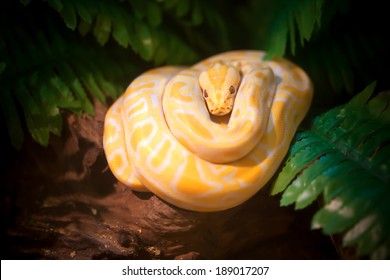 4,266 Dead Python Images, Stock Photos & Vectors | Shutterstock