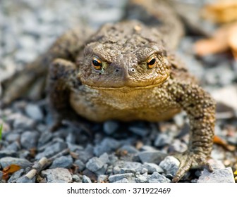 Golden toad