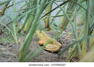 Golden Toad In The Lake