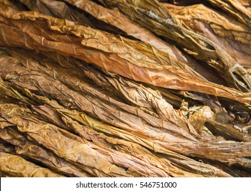 Golden Tobacco Leaves. Golden Leaf Background. Raw Tobacco Leaf Under Sun. Cigarette Ingredient Or Raw Material. Tobacco Leaf Pile. Bunch Of Raw Tobacco Leaves. Natural Smoking Plant Leaf Mound Photo