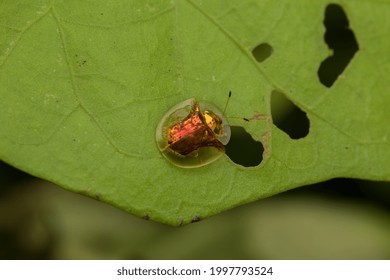 Golden Beetle Images Stock Photos Vectors Shutterstock