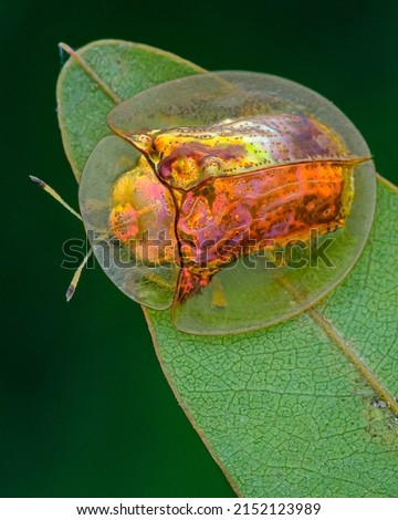A Golden tortoise beetle on the leaf. this species is common in Indonesia