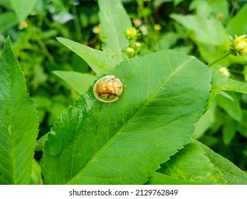 A golden tortoise leaf beetle on leaves. Nowadays, this golden beetles are hunted by beetle or insect collectors.