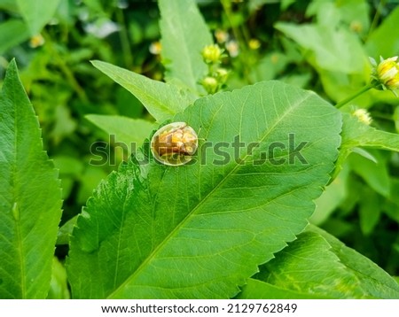 A golden tortoise leaf beetle on leaves. Nowadays, this golden beetles are hunted by beetle or insect collectors.