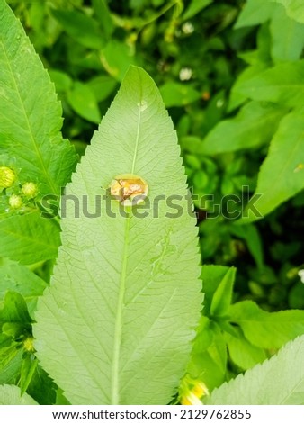 A golden tortoise leaf beetle on leaves. Nowadays, this golden beetles are hunted by beetle or insect collectors.