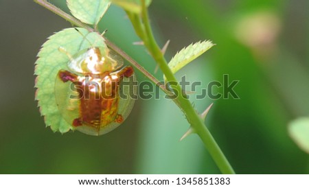 Golden Tortoise Leaf Bettle